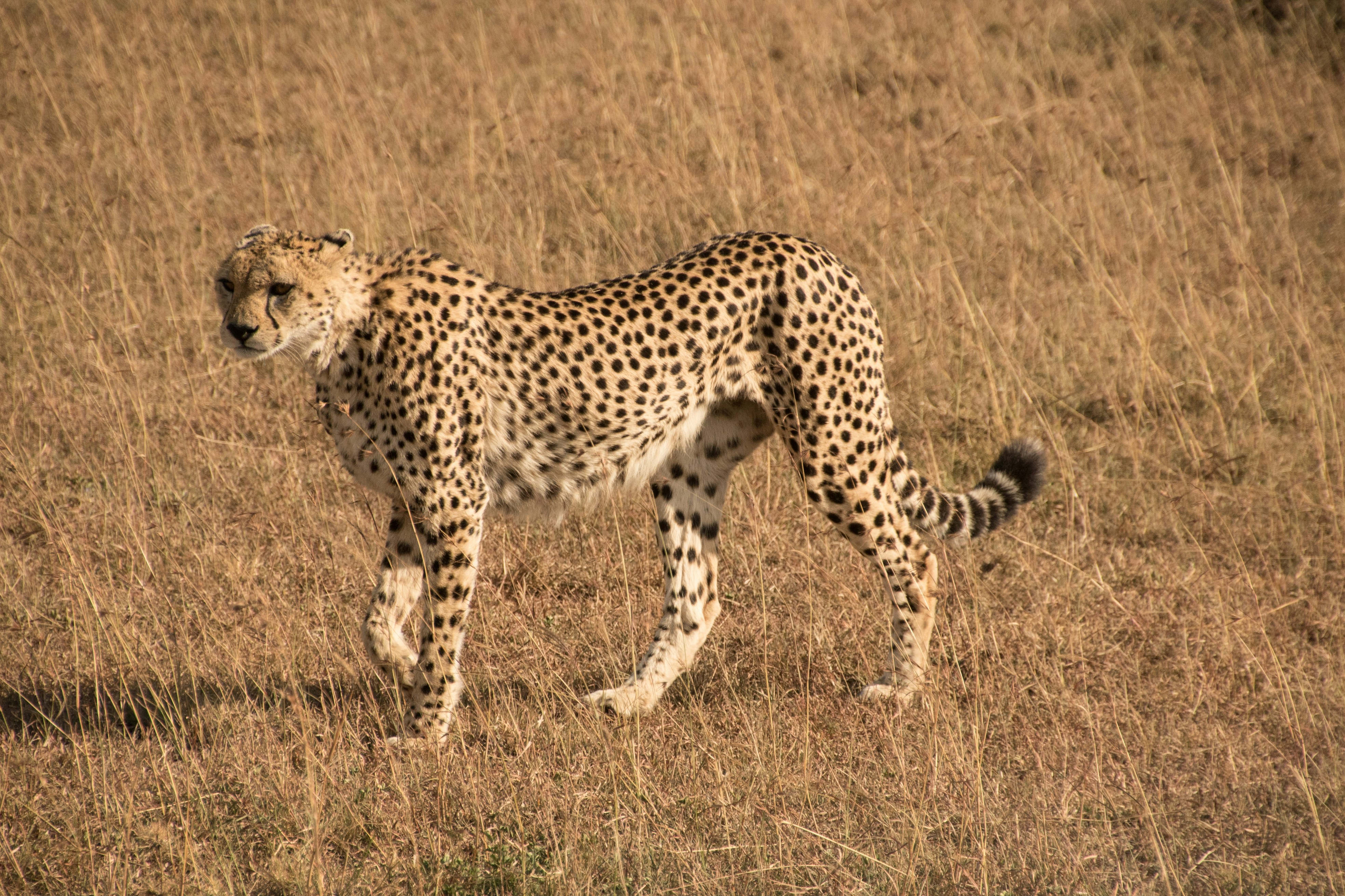 Masai Mara National Reserve