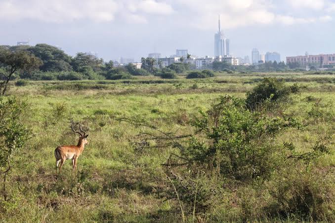 Nairobi National Park - Kenya Safari Destination