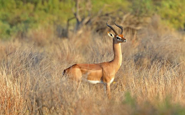 Tsavo West National Park