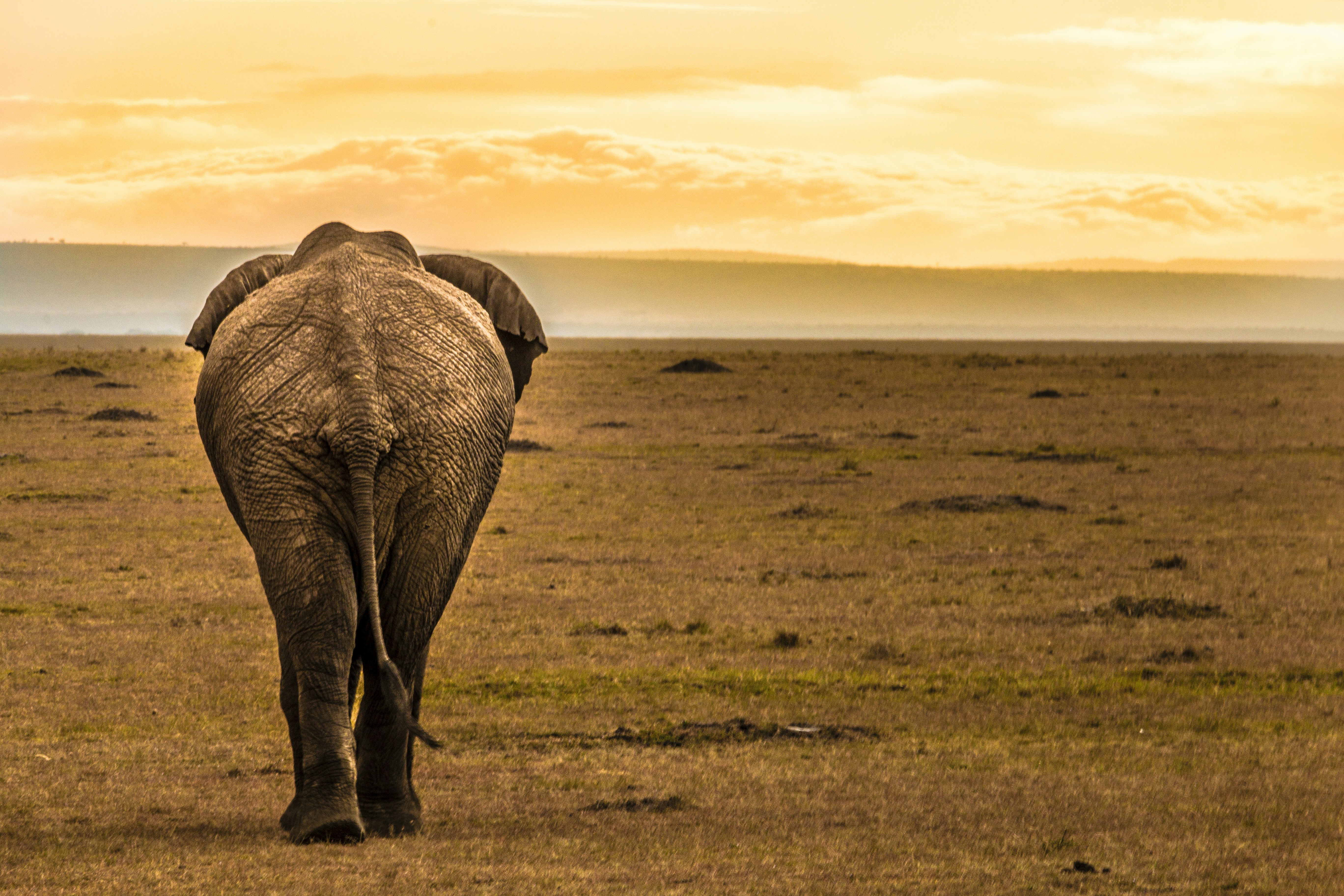 2 Days / 1 Night Amboseli National Park Safari