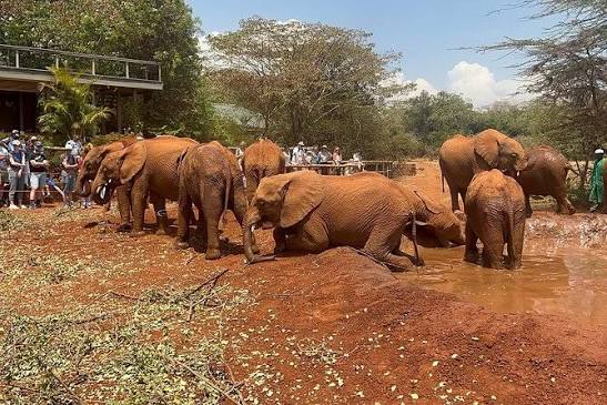 Nairobi National Park + Elephant Orphanage + Giraffe Centre
