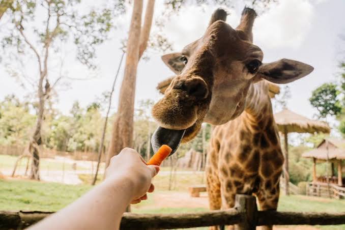 Elephant Orphanage + Giraffe Centre Half-Day Tour