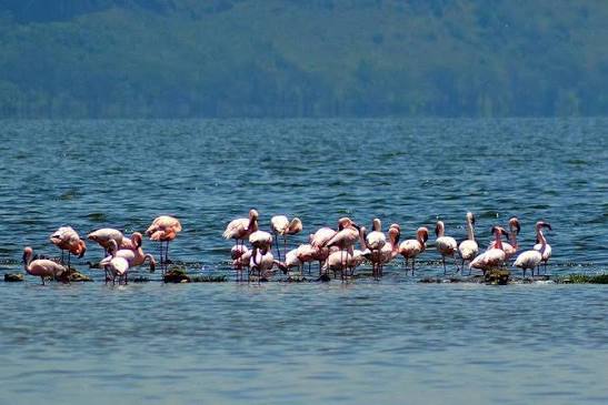 Lake Nakuru Day Trip