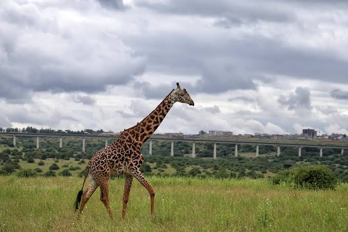 Nairobi National Park Game Drive