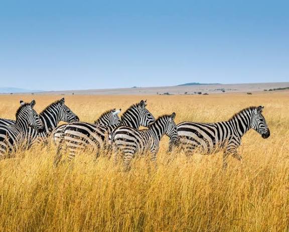 3 Days Maasai Mara Safari