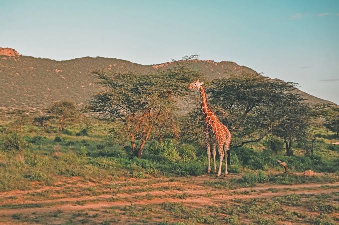 2 Days / 1 Night Samburu National Reserve Safari
