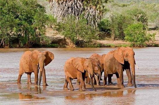 2 Days / 1 Night Tsavo East National Park Safari