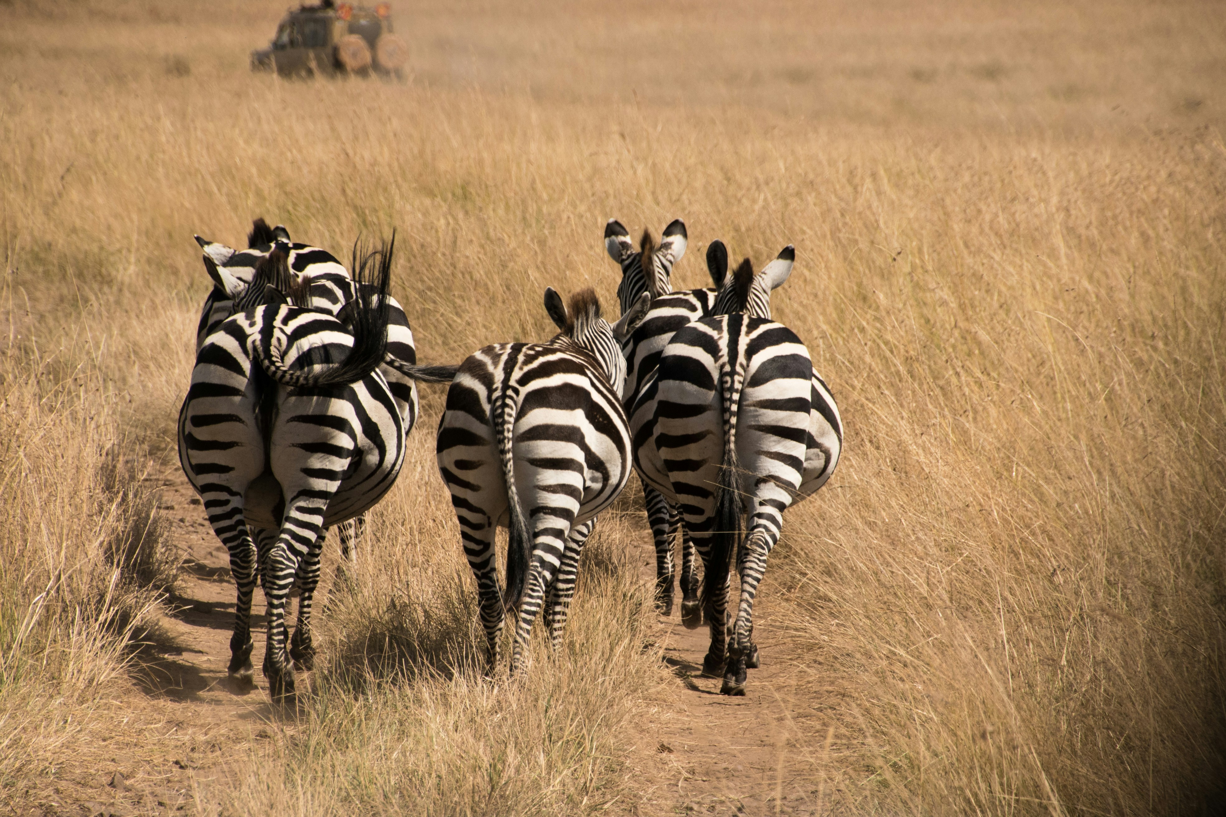 4 Days Maasai Mara & Lake Nakuru Safari