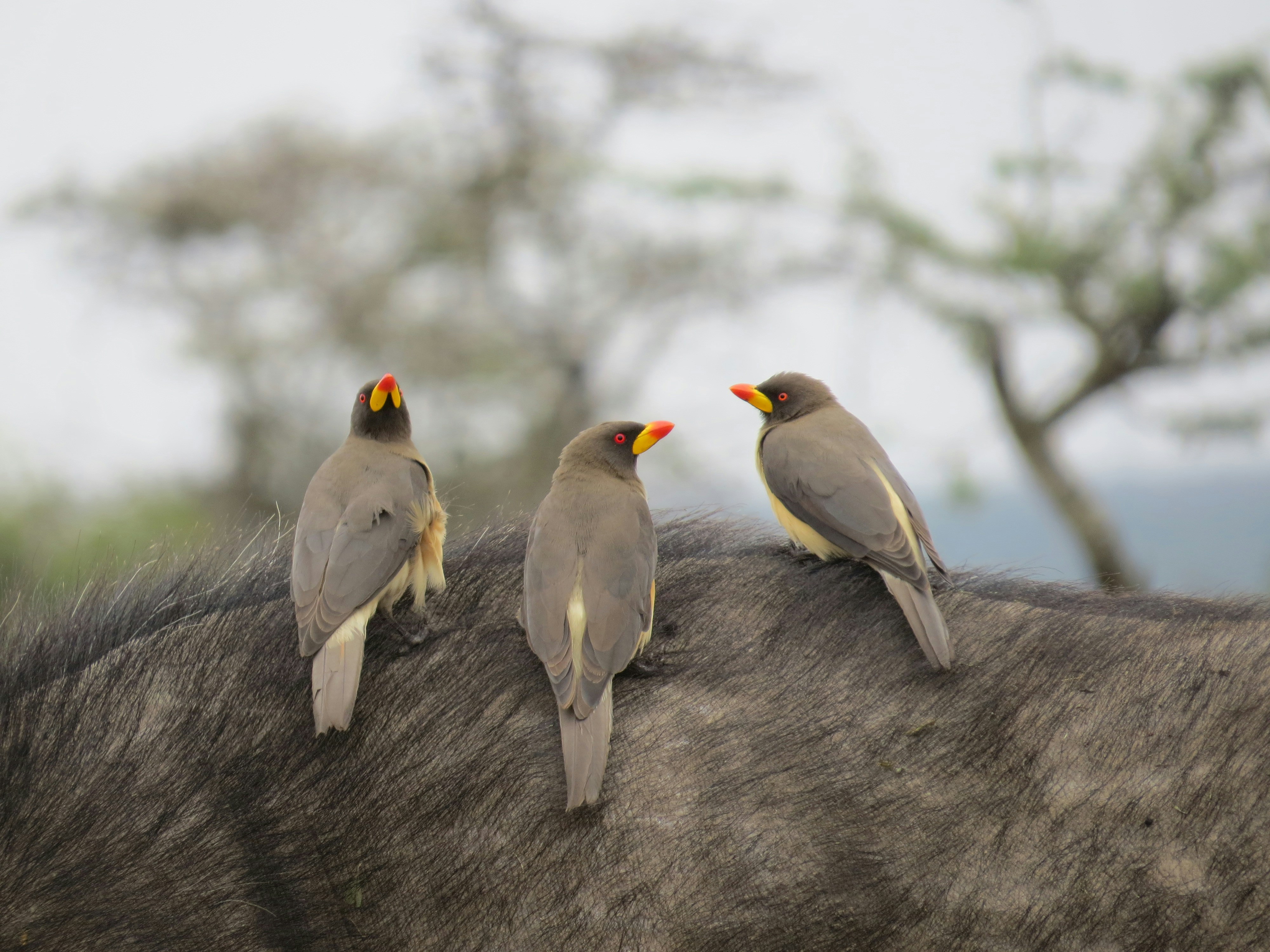 Kenya Safari